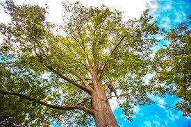 Best Commercial Tree Services  in Wanamassa, NJ