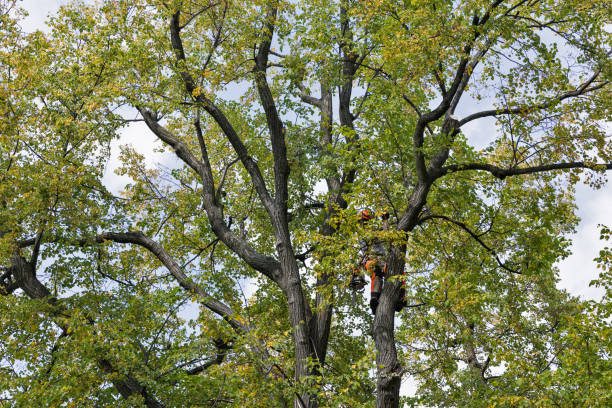 Best Fruit Tree Pruning  in Wanamassa, NJ